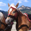 Passeggiate a Cavallo