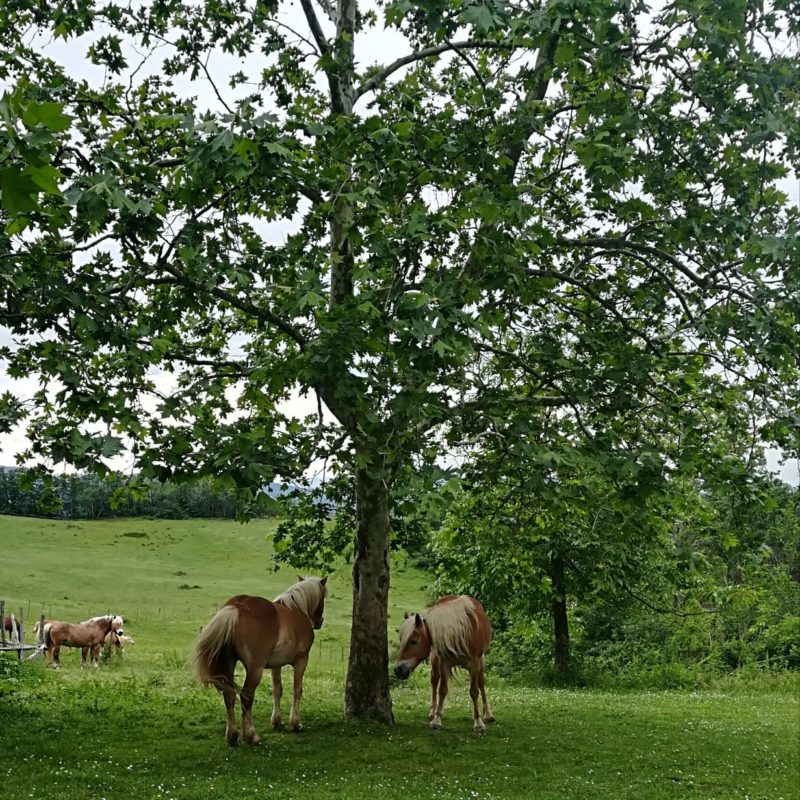 monte-term-country-house-bologna-3